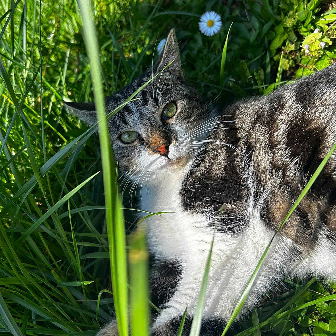 Le Nain a rejoint le concours — aidez-le/la à gagner de superbes lots ! cat, tabby_cat, grass, greenery, flower, daisy, outdoor, nature, sunlight, animal, pet, relaxed, fur, whiskers, eyes, closeup, mammal, spring, flora, leaves