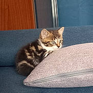 Le Nain a rejoint le concours — aidez-le/la à gagner de superbes lots ! kitten, cat, tabby, pet, animal, couch, pillow, indoor, feline, cute, small, young, fur, whiskers, ears, eyes, domestic, cozy, resting, curious