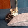 Le Nain participe au concours pour gagner de l'argent avec cette photo : kitten, cat, tabby, pet, feline, cute, small, couch, pillow, indoor, fur, animal, young, whiskers, ears, eyes, home, domestic, cozy, resting