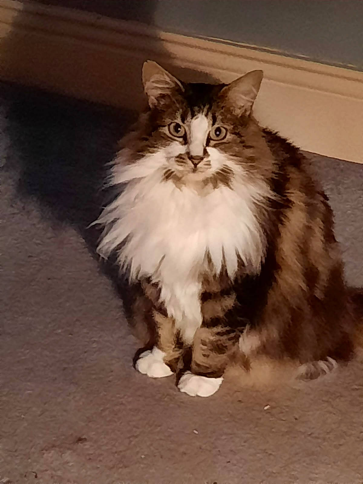 Cora joined the competition — help win amazing prizes! british_longhair, carnivore, cat, comfort, felidae, fur, maine_coon, paw, road_surface, sitting, small_to_medium_sized_cats, snout, tail, terrestrial_animal, whiskers