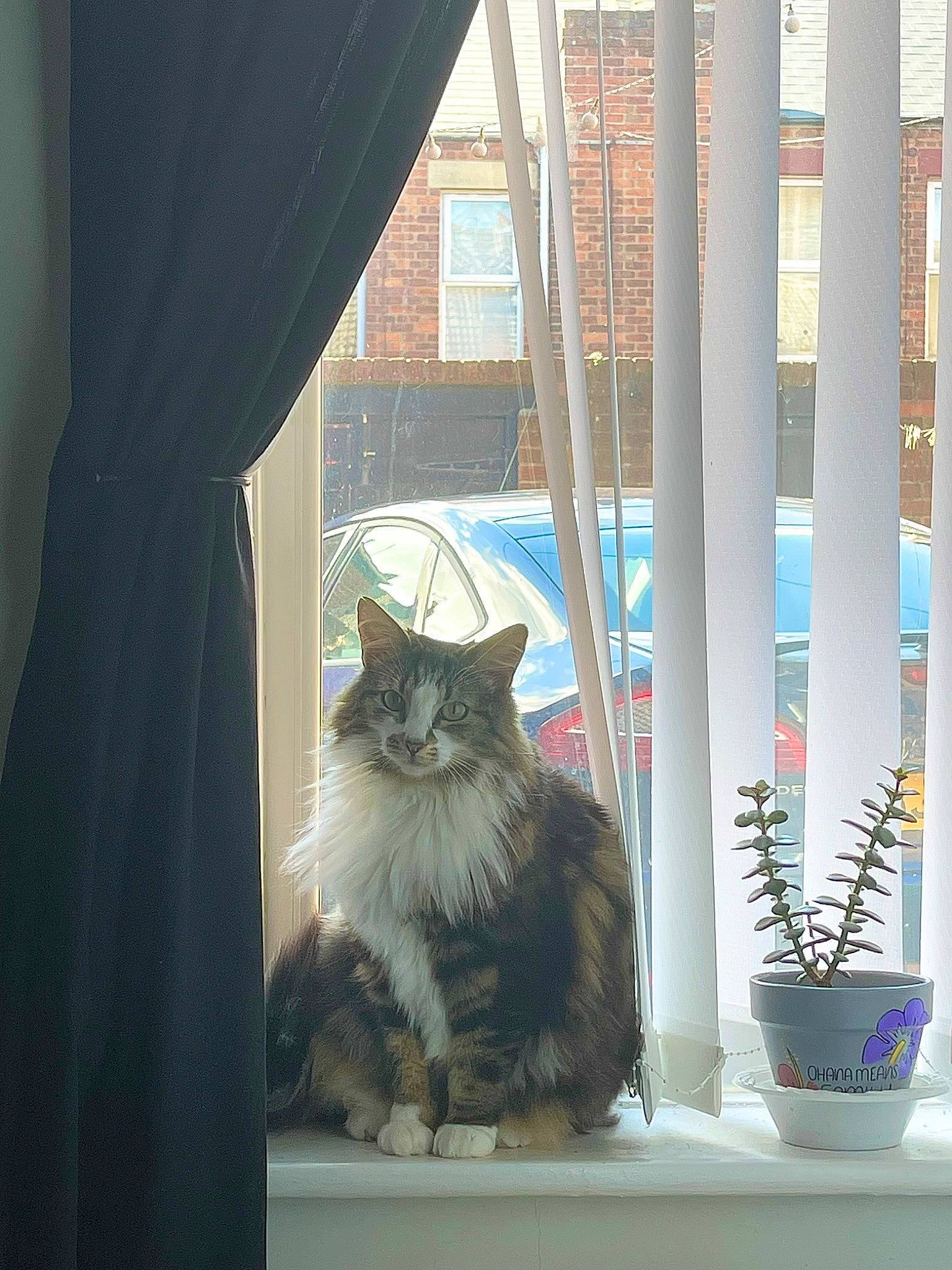 Cora joined the competition — help win amazing prizes! carnivore, cat, curtain, door, felidae, flowerpot, fur, glass, grey, houseplant, line, plant, small_to_medium_sized_cats, tail, tints_and_shades, tree, whiskers, window, window_treatment, wood