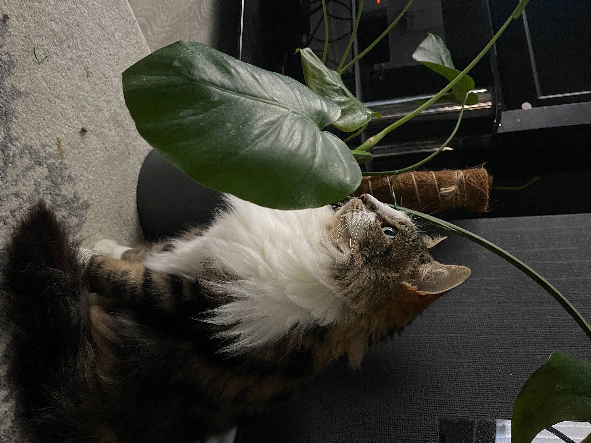 Cora is registered to the contest to win money with this photo: carnivore, cat, feather, felidae, flower, flowering_plant, flowerpot, fur, herb, houseplant, petal, plant, plant_stem, small_to_medium_sized_cats, tail, terrestrial_plant, twig, whiskers