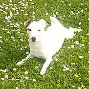 Eden a rejoint le concours — aidez-le/la à gagner de superbes lots ! dog, white_dog, grass, daisies, flowers, outdoor, pet, lying_down, nature, sunlight, greenery, animal, cute, summer, playful, canine, field, flora, relaxing, garden