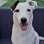 Eden participe au concours pour gagner de l'argent avec cette photo : dog, white_dog, brown_ear_patch, smiling, tongue_out, outdoor, garden, furniture, woven_chair, pet, animal, happy, sitting, cute, portrait, canine, friendly, domestic_animal, companion, nature