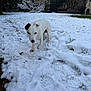 Eden participe au concours pour gagner de l'argent avec cette photo : dog, white_dog, snow, backyard, grass, footprints, paw_prints, winter, outdoor, tree, shrub, fence, path, curious, pet, animal, nature, cold, daytime, quiet
