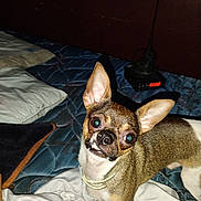 Mr. Bang Bang is registered to the contest to win money with this photo: dog, small_dog, chihuahua, pet, bed, blanket, pillow, indoor, fur, ears, animal, looking_up, collar, toy, quizzical_expression, brown_fur, white_fur, face, snout, domestic_animal