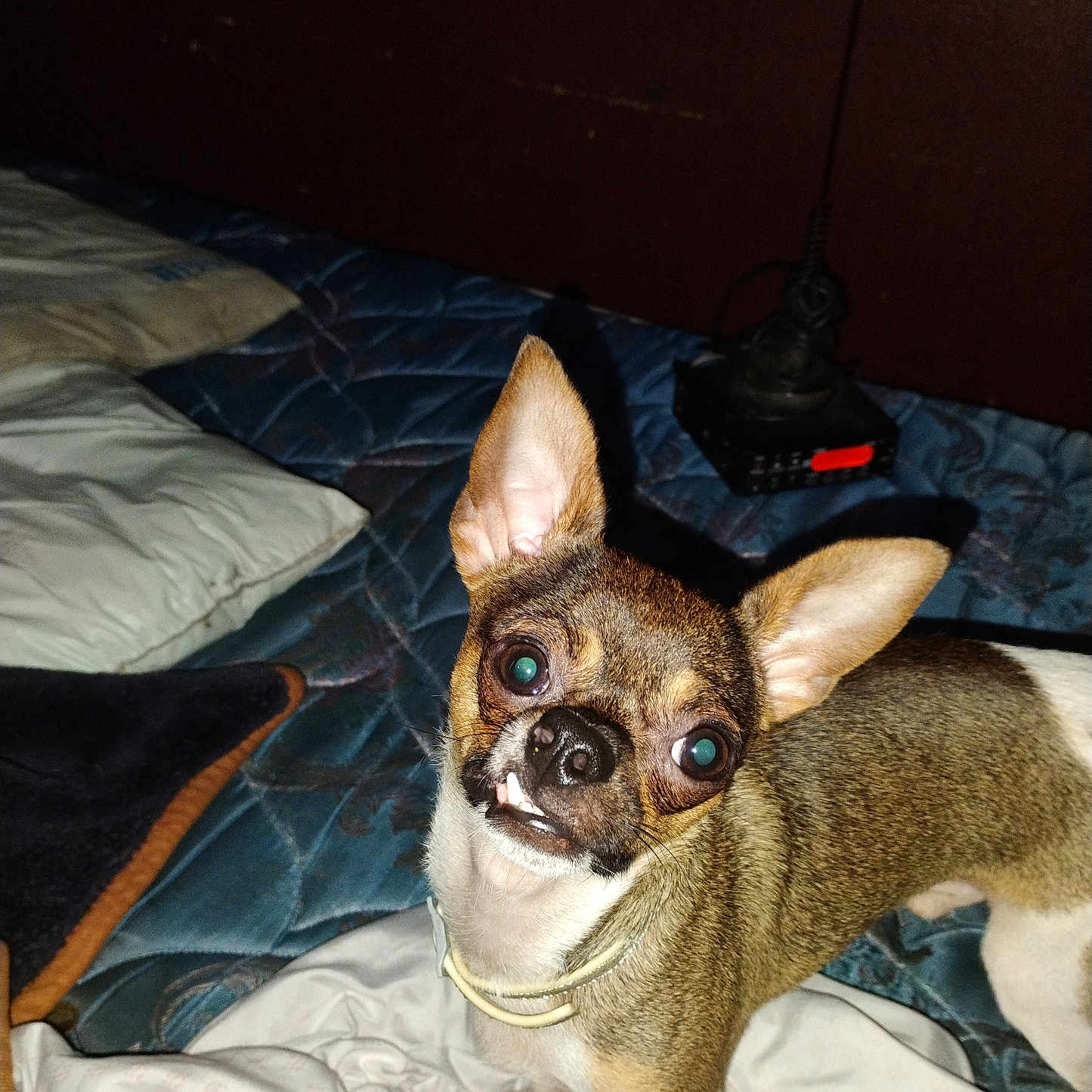 Mr. Bang Bang is registered to the contest to win money with this photo: animal, bed, blanket, brown_fur, chihuahua, collar, dog, domestic_animal, ears, face, fur, indoor, looking_up, pet, pillow, quizzical_expression, small_dog, snout, toy, white_fur