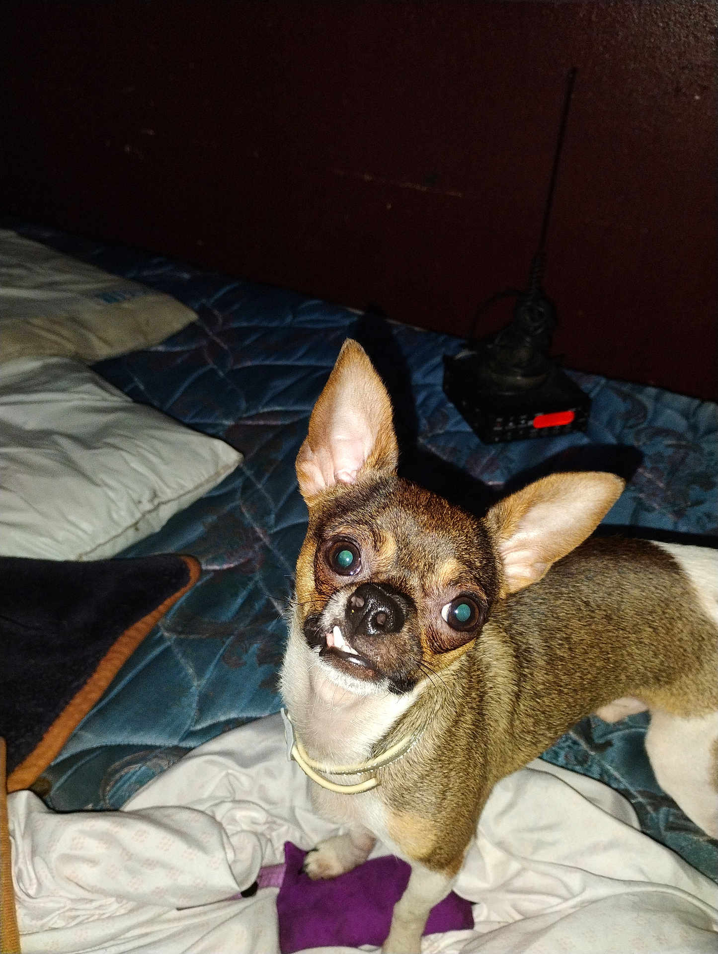 Mr. Bang Bang is registered to the contest to win money with this photo: dog, small_dog, chihuahua, pet, bed, blanket, pillow, indoor, fur, ears, animal, looking_up, collar, toy, quizzical_expression, brown_fur, white_fur, face, snout, domestic_animal