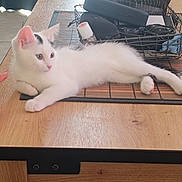 Willo participe au concours pour gagner de l'argent avec cette photo : angora, animal, cat, coffeetable, computer, computerhardware, desk, drawer, electronics, furniture, hardwood, indoors, kitten, laptop, pc, person, pet, plywood, table, wood