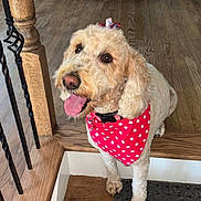 Daisy joined the competition — help win amazing prizes! dog, stairs, wooden_floor, bandana, red_bandana, curly_fur, tongue_out, indoor, home_interior, wooden_railing, black_iron_spindles, framed_photos, shelf, happy, pet, brown_eyes, decor, carpet, bow, cute