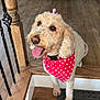 dog, stairs, wooden_floor, bandana, red_bandana, curly_fur, tongue_out, indoor, home_interior, wooden_railing, black_iron_spindles, framed_photos, shelf, happy, pet, brown_eyes, decor, carpet, bow, cute