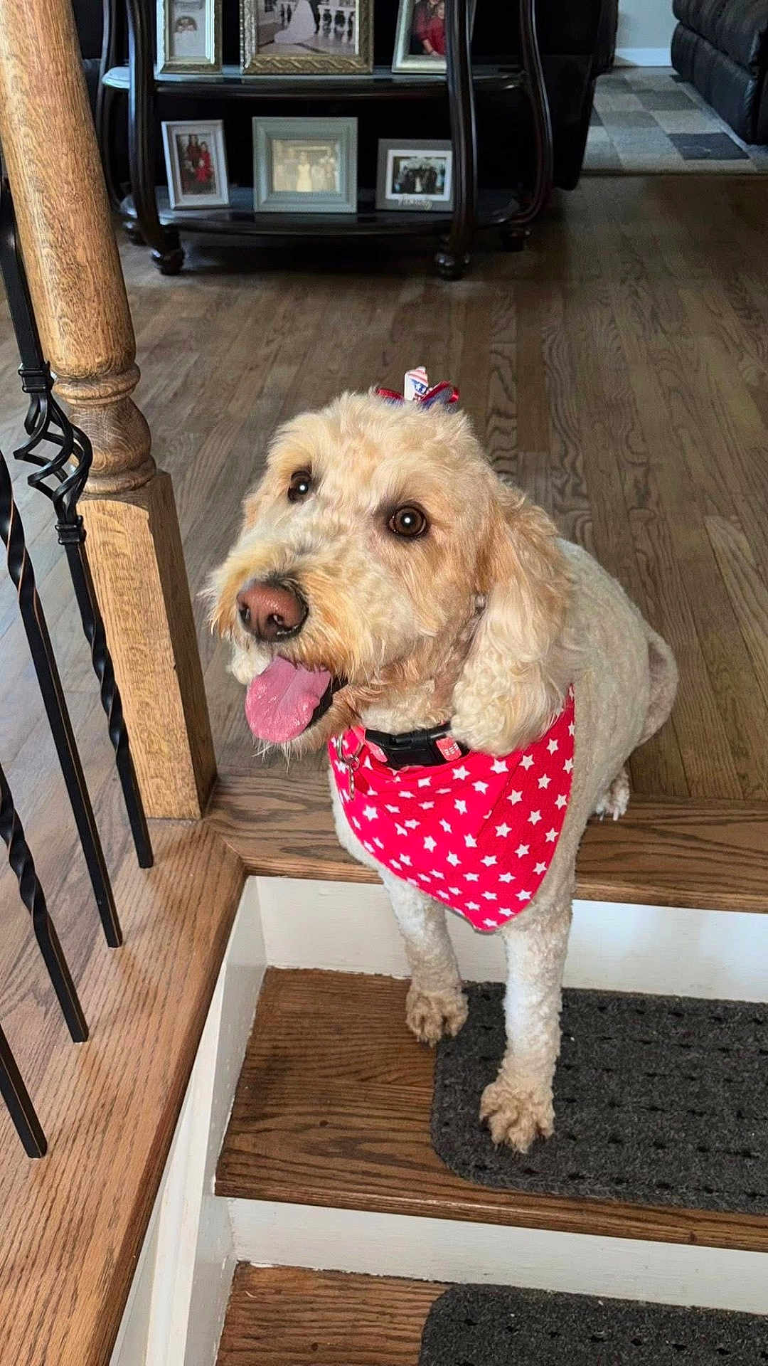 Daisy joined the competition — help win amazing prizes! dog, stairs, wooden_floor, bandana, red_bandana, curly_fur, tongue_out, indoor, home_interior, wooden_railing, black_iron_spindles, framed_photos, shelf, happy, pet, brown_eyes, decor, carpet, bow, cute
