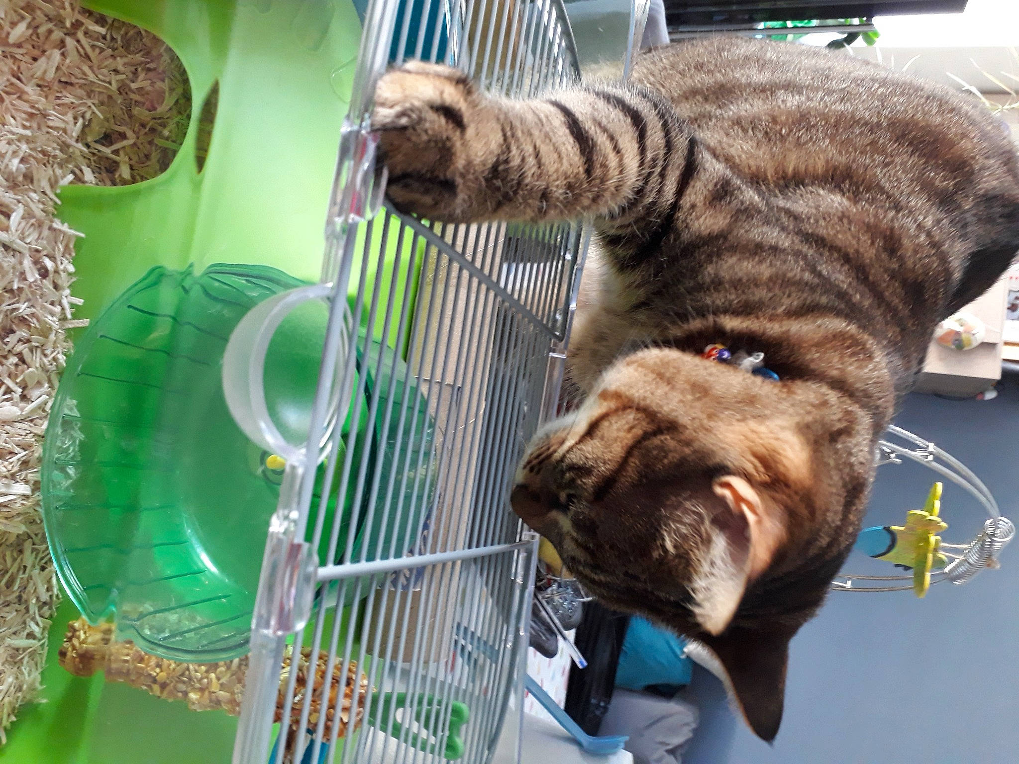 Onyx a rejoint le concours — aidez-le/la à gagner de superbes lots ! canidae, carnivore, cat, collar, companion_dog, dog, dog_breed, dog_supply, domestic_short_haired_cat, fawn, felidae, fur, pet_supply, small_to_medium_sized_cats, snout, sporting_group, tail, terrestrial_animal, tiger, whiskers