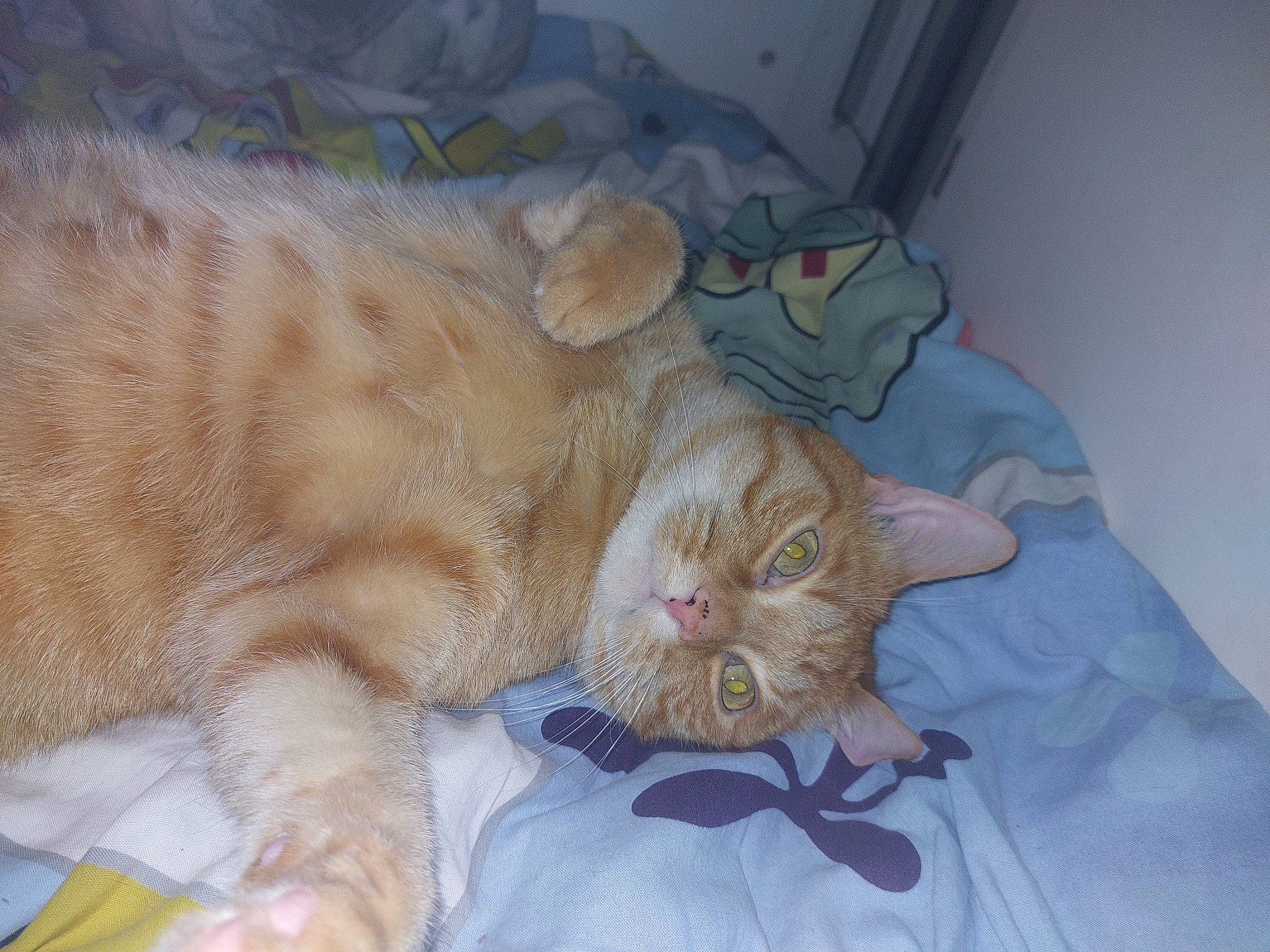 Onyx a rejoint le concours — aidez-le/la à gagner de superbes lots ! carnivore, cat, claw, comfort, domestic_short_haired_cat, fawn, felidae, fur, nap, paw, sleep, small_to_medium_sized_cats, snout, tail, terrestrial_animal, whiskers, wrinkle