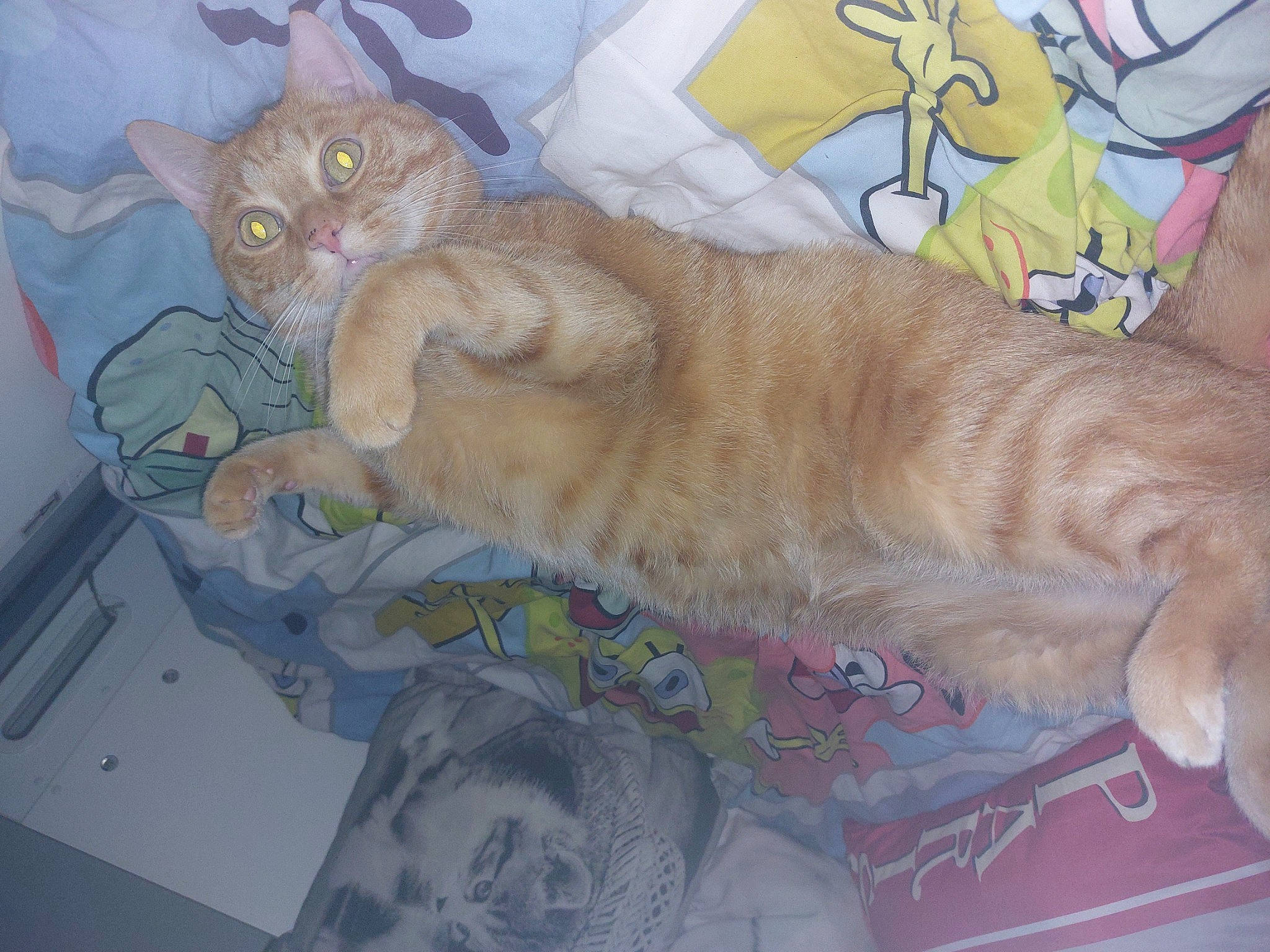 Onyx participe au concours pour gagner de l'argent avec cette photo : art, carnivore, cat, cat_bed, claw, comfort, couch, domestic_short_haired_cat, fawn, felidae, fur, linens, nap, paw, room, small_to_medium_sized_cats, snout, tail, visual_arts, whiskers