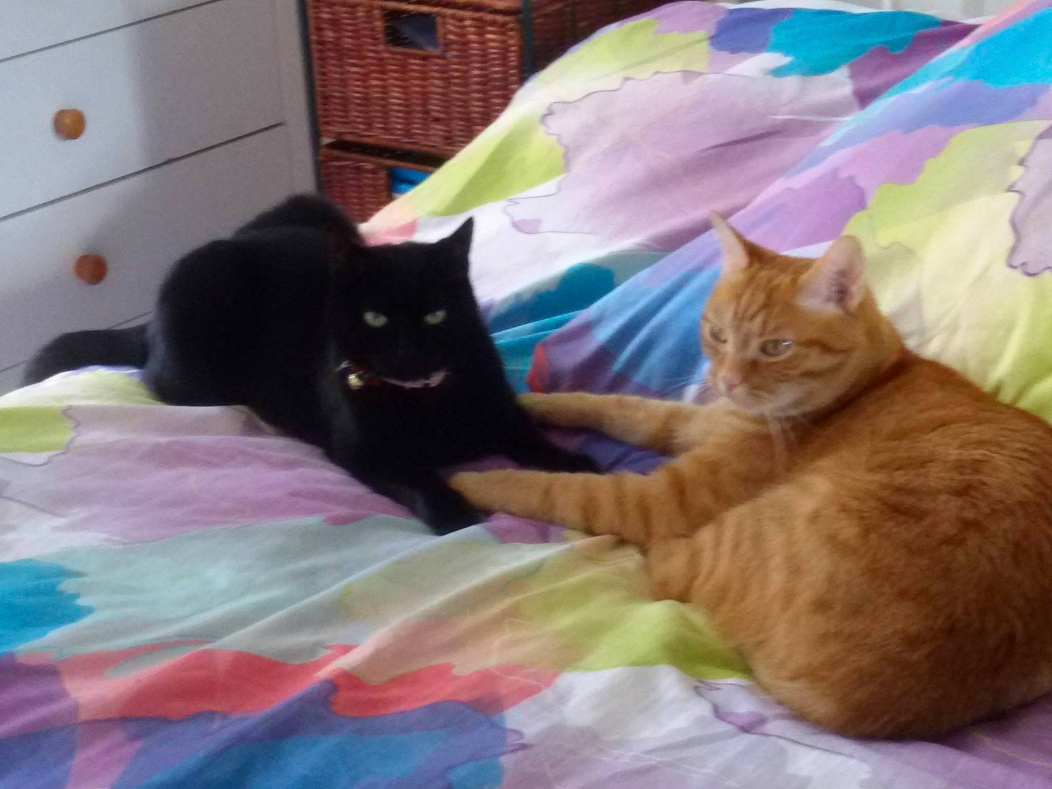 Onyx participe au concours pour gagner de l'argent avec cette photo : cabinetry, carnivore, cat, chest_of_drawers, comfort, drawer, dresser, fawn, felidae, fur, grass, grey, linens, mammal, plant, small_to_medium_sized_cats, tail, textile, vertebrate, whiskers