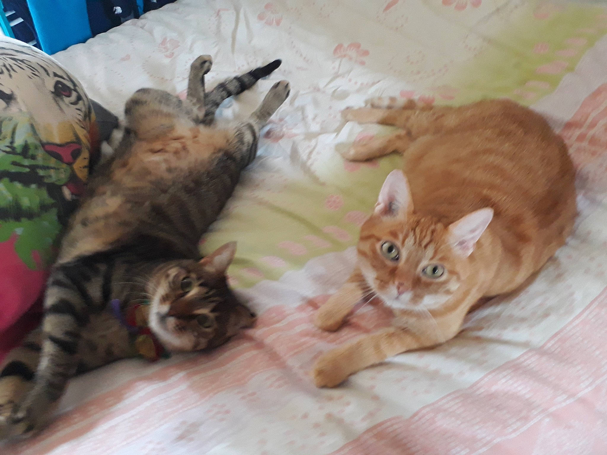 Onyx participe au concours pour gagner de l'argent avec cette photo : bed, carnivore, cat, claw, comfort, domestic_short_haired_cat, fawn, felidae, flooring, fur, hardwood, paw, small_to_medium_sized_cats, tail, vertebrate, whiskers, wood