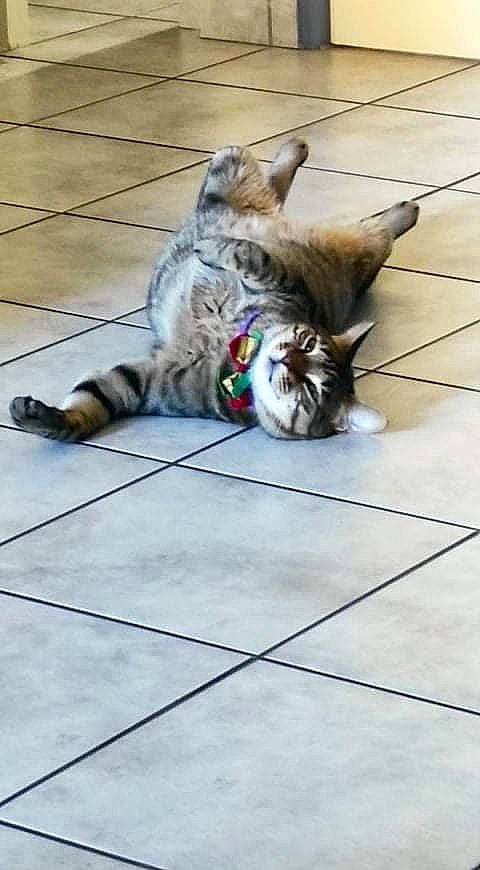 Ice Tea a rejoint le concours — aidez-le/la à gagner de superbes lots ! carnivore, cat, domestic_short_haired_cat, fawn, felidae, floor, flooring, fur, hardwood, human_leg, paw, road_surface, sidewalk, small_to_medium_sized_cats, snout, tail, terrestrial_animal, tile_flooring, whiskers, wood