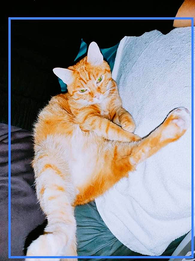 Ice Tea a rejoint le concours — aidez-le/la à gagner de superbes lots ! carnivore, cat, claw, comfort, display_device, domestic_short_haired_cat, fawn, felidae, fur, gesture, illustration, linens, orange, paw, photo_caption, rectangle, sitting, small_to_medium_sized_cats, tail, whiskers