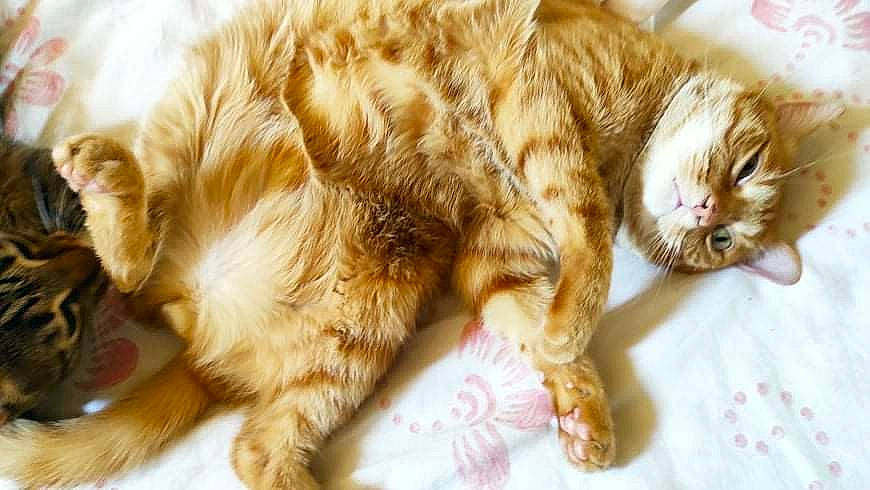 Ice Tea a rejoint le concours — aidez-le/la à gagner de superbes lots ! brown, carnivore, cat, claw, comfort, domestic_short_haired_cat, ear, fawn, felidae, fur, paw, small_to_medium_sized_cats, snout, tail, whiskers