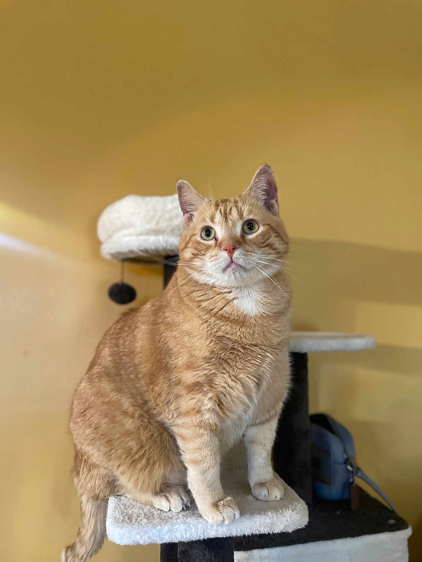Hopper is registered to the contest to win money with this photo: cat, orange_tabby, feline, pet, indoor, cat_tree, perched, curious, whiskers, fur, ears, paws, looking_up, soft_texture, cozy, warm_lighting, domestic_animal, animal, mammal, household