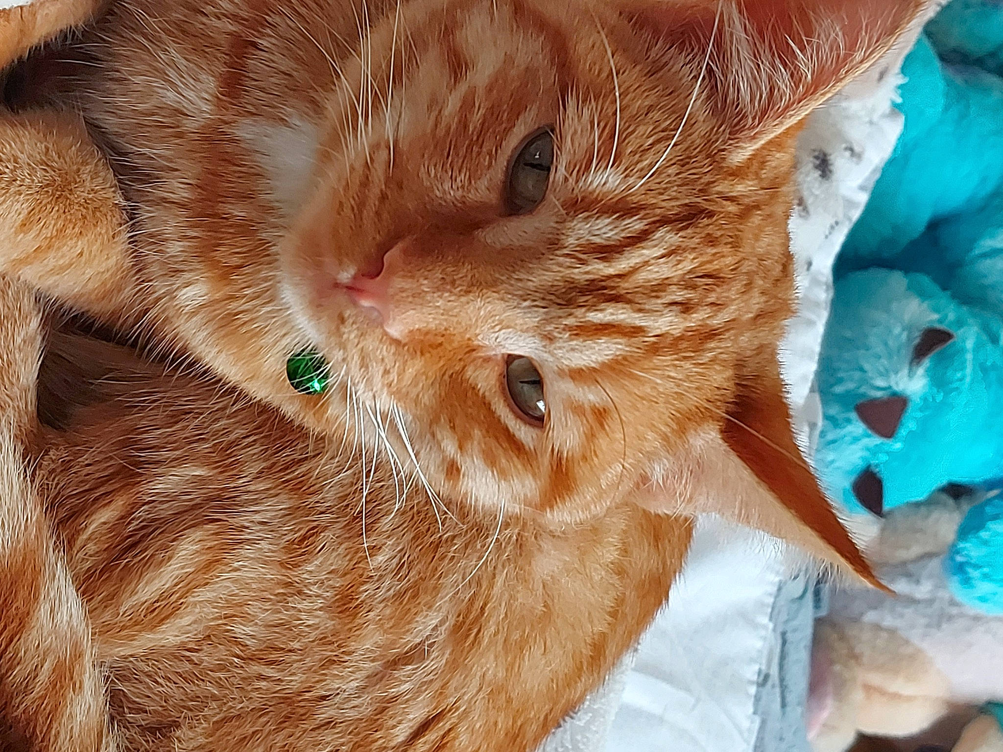 Jasper joined the competition — help win amazing prizes! blue, carnivore, cat, claw, close_up, comfort, domestic_short_haired_cat, ear, electric_blue, eyelash, fawn, felidae, fur, hair, iris, nose, small_to_medium_sized_cats, snout, whiskers, wildlife