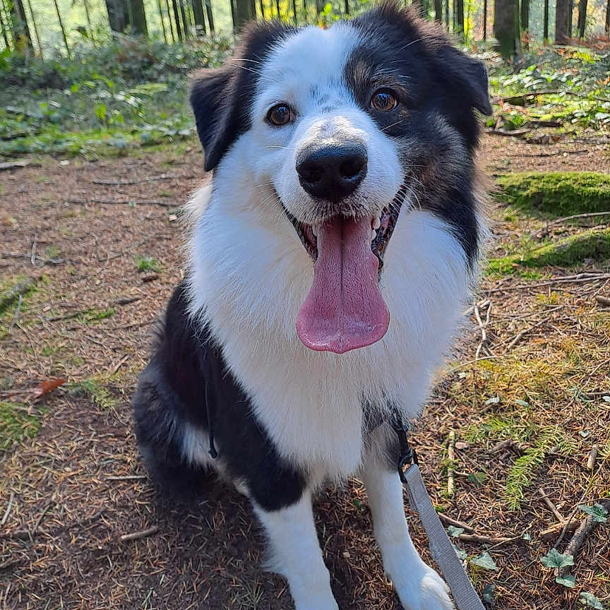 Usko a rejoint le concours — aidez-le/la à gagner de superbes lots ! animal, bodypart, canine, collie, dog, grass, grove, husky, land, mouth, nature, outdoors, person, pet, plant, puppy, soil, tree, vegetation, woodland