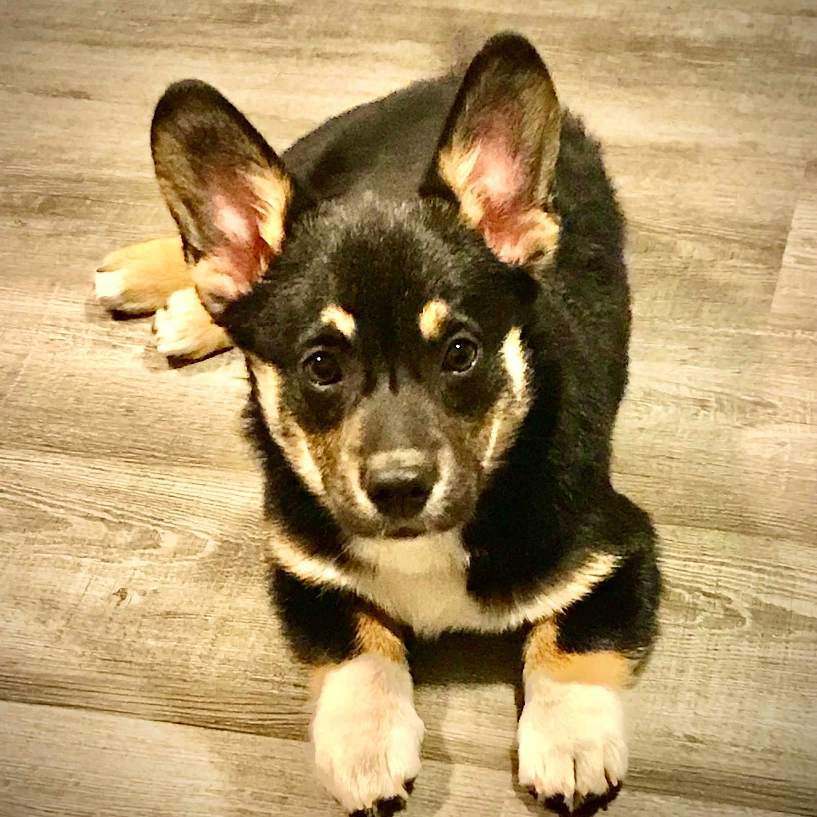 J.j. is registered to the contest to win money with this photo: animal, ball, canine, chihuahua, cockerspaniel, dog, germanshepherd, hardwood, hound, husky, indoors, interiordesign, papillon, pet, puppy, snout, sport, tennis, tennisball, wood