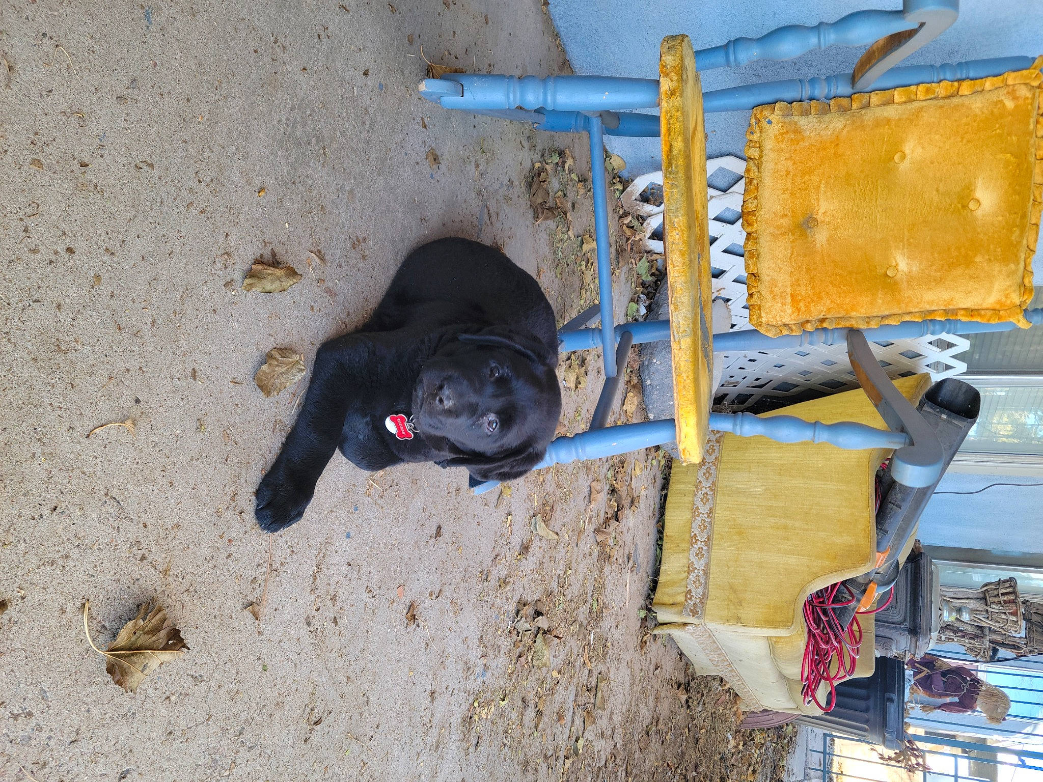 Mac joined the competition — help win amazing prizes! art, canidae, carnivore, dog, dog_breed, gas, landscape, paint, pet_supply, sand, soil, sporting_group, wood, working_animal