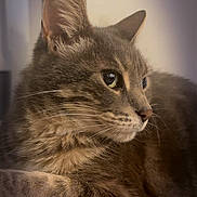 Pepsy a rejoint le concours — aidez-le/la à gagner de superbes lots ! cat, tabby, feline, pet, animal, indoor, portrait, closeup, fur, whiskers, ears, relaxed, resting, cute, domestic, mammal, side_profile, soft_light, cozy, calm
