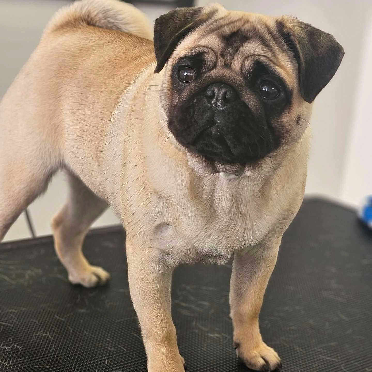 Nala
