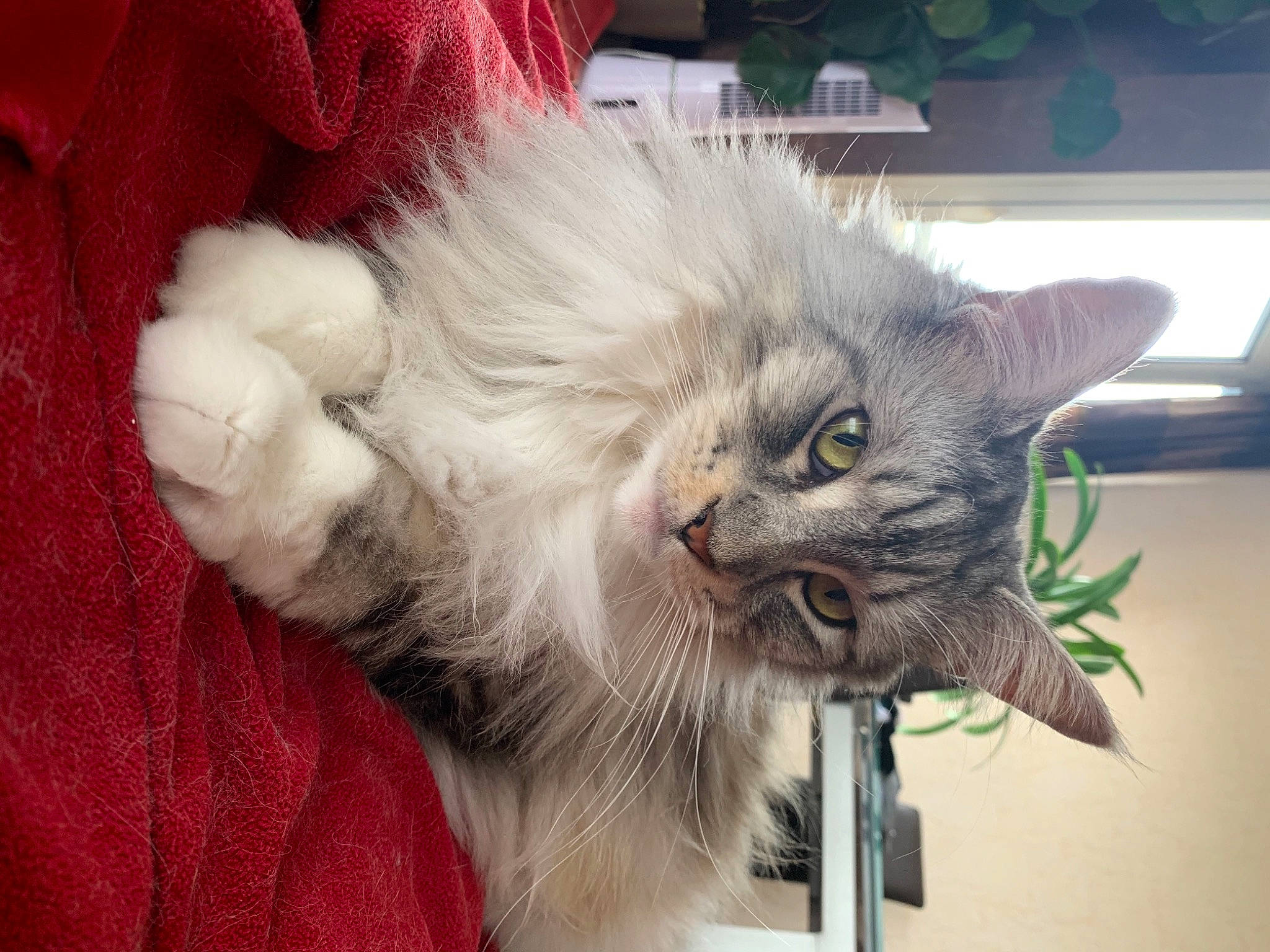 Luna participe au concours pour gagner de l'argent avec cette photo : carnivore, cat, domestic_long_haired_cat, felidae, fur, maine_coon, small_to_medium_sized_cats, snout, vertebrate, whiskers