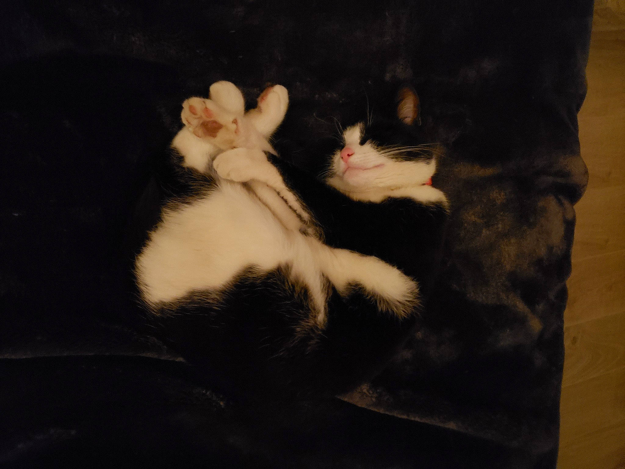 Obito participe au concours pour gagner de l'argent avec cette photo : black_cat, carnivore, cat, claw, comfort, darkness, domestic_short_haired_cat, felidae, foot, fur, gesture, human_body, leg, nail, paw, small_to_medium_sized_cats, snout, tail, tints_and_shades, whiskers