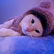 Louis is registered to the contest to win money with this photo: animal, blue_lighting, cat, costume, cozy, cute, ears, feline, fluffy, hoodie, indoor, lying_down, pet, portrait, purple_lighting, relaxed, resting, soft_surface, whiskers, white_cat