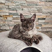 Mawi participe au concours pour gagner de l'argent avec cette photo : cat, pet, feline, animal, grey_cat, fluffy, yellow_eyes, resting, indoor, cozy, soft_bed, stone_wall, texture, portrait, cute, whiskers, paws, ears, relaxed, domestic_animal
