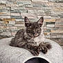 cat, pet, feline, animal, grey_cat, fluffy, yellow_eyes, resting, indoor, cozy, soft_bed, stone_wall, texture, portrait, cute, whiskers, paws, ears, relaxed, domestic_animal