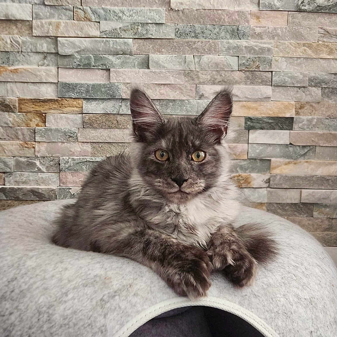 Mawi participe au concours pour gagner de l'argent avec cette photo : animal, cat, cozy, cute, domestic_animal, ears, feline, fluffy, grey_cat, indoor, paws, pet, portrait, relaxed, resting, soft_bed, stone_wall, texture, whiskers, yellow_eyes
