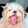 dog, puppy, fluffy, cute, tongue_out, yawning, pet, animal, closeup, smiling, happy, indoor, fur, face, nose, mouth, teeth, friendly, domestic_animal, canine