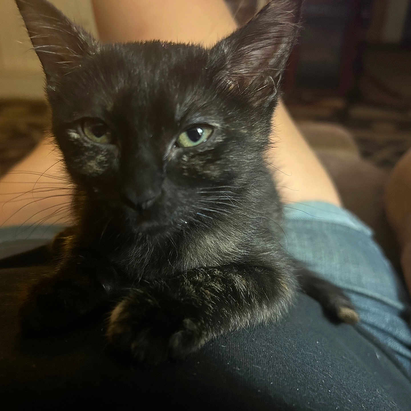 Luna Bean is registered to the contest to win money with this photo: abyssinian, animal, architecture, armchair, blackcat, building, cat, chair, clothing, couch, furniture, indoors, jeans, kitten, livingroom, manx, pants, pet, room, siamese