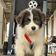 Buddy Blue joined the competition — help win amazing prizes! puppy, dog, black_and_white, fluffy, sitting, portrait, red_collar, indoor, porch, lawn_chair, cute, fur, white_chest, dark_fur, blue_eyes, front_view, pet, companion_animal, photogenic, adorable