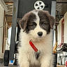 puppy, dog, black_and_white, fluffy, sitting, portrait, red_collar, indoor, porch, lawn_chair, cute, fur, white_chest, dark_fur, blue_eyes, front_view, pet, companion_animal, photogenic, adorable