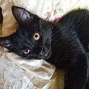 Luna is registered to the contest to win money with this photo: black_cat, kitten, pet, animal, feline, close_up, eyes, whiskers, fur, cute, lying_down, bed, fabric, texture, embroidered, indoor, young, curious, looking_at_camera, mammal