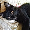 black_cat, kitten, pet, animal, feline, close_up, eyes, whiskers, fur, cute, lying_down, bed, fabric, texture, embroidered, indoor, young, curious, looking_at_camera, mammal