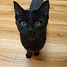 Luna is registered to the contest to win money with this photo: black_cat, cat, pet, animal, wooden_floor, indoor, curious, looking_up, whiskers, ears, tail, feline, cute, domestic_cat, close_up, flooring, mammal, small_animal, fur, eyes