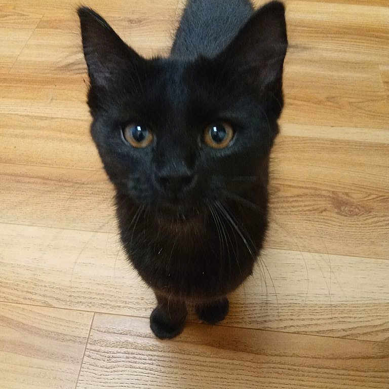 Luna is registered to the contest to win money with this photo: black_cat, cat, pet, animal, wooden_floor, indoor, curious, looking_up, whiskers, ears, tail, feline, cute, domestic_cat, close_up, flooring, mammal, small_animal, fur, eyes
