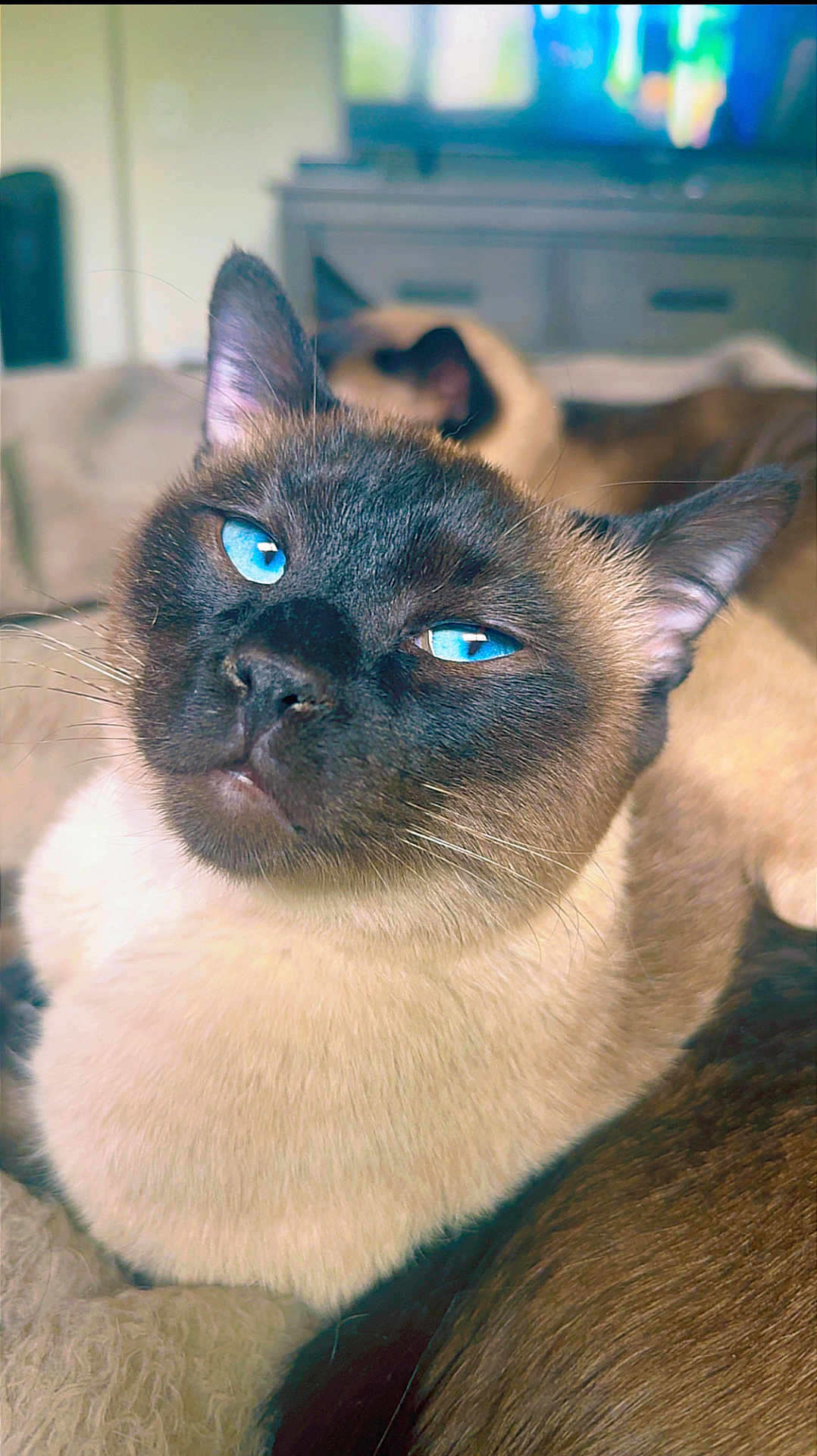 Franklin is registered to the contest to win money with this photo: cat, siamese_cat, blue_eyes, close_up, fur, whiskers, pet, animal, indoor, cozy, relaxed, portrait, cute, feline, mammal, domestic_animal, laying, soft_lighting, home, blurred_background