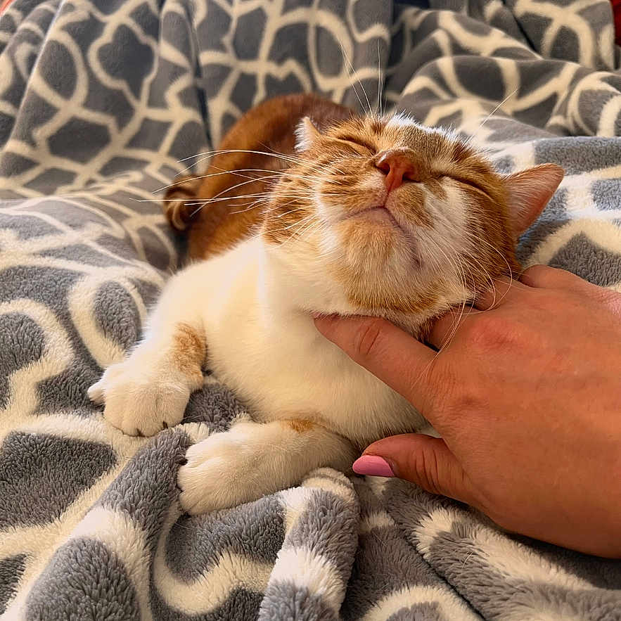 Robert is registered to the contest to win money with this photo: animal, bed, blanket, bodypart, cat, couch, face, finger, furniture, hand, head, homedecor, indoors, kitten, manx, person, pet, photography, portrait, quilt