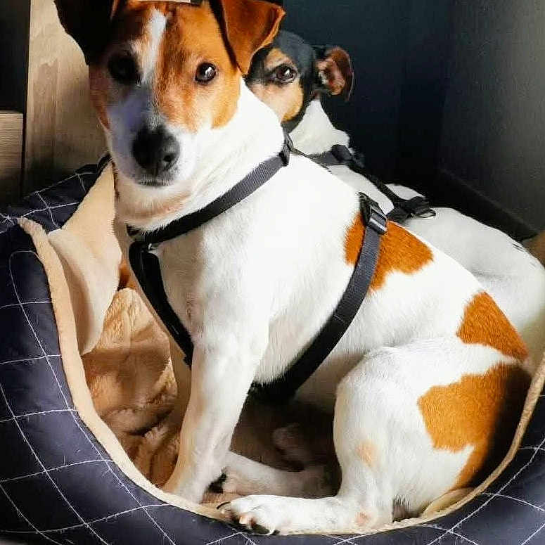 Guysmo a rejoint le concours — aidez-le/la à gagner de superbes lots ! animal, canine, dog, dogbed, pet