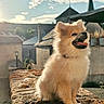 Baïko participe au concours pour gagner de l'argent avec cette photo : dog, puppy, fluffy, small_dog, sitting, smiling, open_mouth, outdoor, rooftop, stone_wall, old_buildings, church, steeple, sky, clouds, sunlight, portrait, urban, architecture, cute