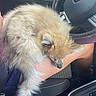 dog, puppy, fluffy, sleeping, small_dog, long_fur, cream_colored, brown, pet, animal, lap, person, car, vehicle, steering_wheel, car_interior, dashboard, seat, center_console, nap